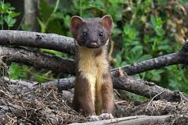 Meet The Ferocious Long Tailed Weasel Animals Critter Kitten