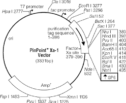 We did not find results for: Pdf Development Of Methods For Detection And Eradication Of Mouse Parvovirus From A Laboratory Mouse Colony Semantic Scholar