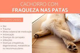 Cachorro com FRAQUEZA nas patas e tremedeira: o que pode ser?