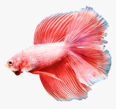 This gallery of photos features different colors. Image Is Not Available Pink Color Siamese Fighting Fish Hd Png Download Transparent Png Image Pngitem