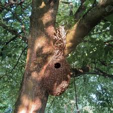 Craig was born on january 26th, 1982. Squirrel S Drey Manufactum