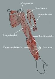 Human anatomy diagrams show internal organs, cells, systems. How To Draw Arms The Anatomy Of The Human Arm For Artists
