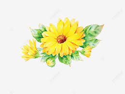 Calendula Chrysanthemum Flowers Flower Beautiful Yellow Plant Png Transparent Clipart Image And Psd File For Free Download Chrysanthemum Flower Watercolor Flower Background Flower Png Images