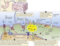 • the new length however, retains its original _ seconds or minutes after it has been. Smooth Muscle Cellular Physiology Of Skeletal Cardiac And Smooth Muscle Medical Physiology 3rd Edition