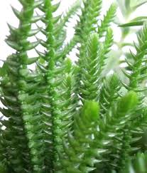Over time, they can reach a few feet in height. Caring For Crassula Crassula Lycopsids Reproduction Photo