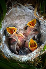 Baby Birds In Nest Beautiful Birds Colorful Birds Pet Birds