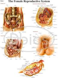 female reproductive system chart