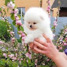 We did not find results for: Teacup Pomeranian Pet Shop Home Facebook