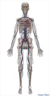 Glossary Of The Circulatory System Learn Circulatory Anatomy