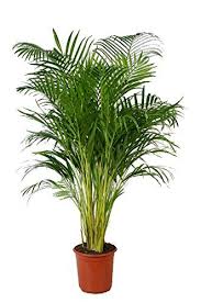 Goldfruchtpalme Ca 60cm Hoch Areca Palme Areca Chrysalidocarpus Zimmerpalme Zimmerpflanze Pflanzen Zimmerpflanzen Gartenarbeit