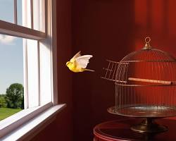 bird escaping from a net
