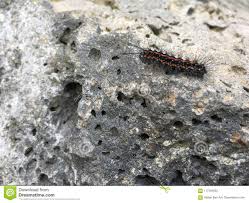 red and black hairy caterpillar stock photo image of acuta