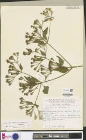 Image result for Napoleonaea angolensis