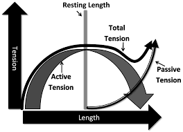 The Fundamentals Of Bodyweight Strength Training Steven Low