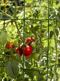 Cara tanam tomat di pot ini sama dengan cara menanam tomat di polybag. Rahsia Untuk Hasilkan Buah Tomato Lebat Yang Ramai Tak Tahu Impiana