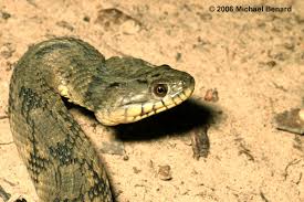 Head is only slightly wider than neck, keeled scales, round pupils. Diamondback Water Snake Nerodia Rhombifer