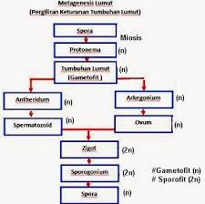 Pada reproduksi tumbuhan lumut terjadi metagenesis yaitu pergiliran keturunan secara teratur metagenesis pada tumbuhan lumut digambarkan pada skema berikut: Tumbuhan Lumut Bryophyta Artikel Lengkap
