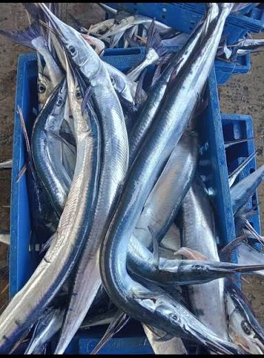 Cá nhái (Cá xương xanh) là loại cá đặc sản có thể chế biến thành nhiều món  ngon như nướng muối ớt, kho ngót, chiên giòn, nấu canh chua hoặc lẩu. Ngoài