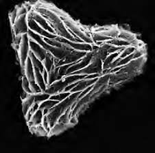 Image result for Cyathea mossambicensis