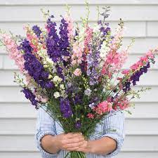 Pin On 2020 Flowers