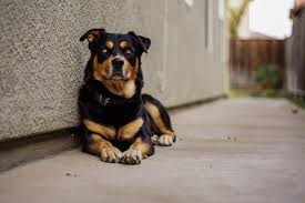 25 rottweiler mixed breeds with pictures doggie designer rottweiler husky mix husky mix rottweiler mix