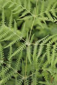 Image result for Histiopteris