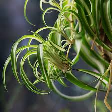 Image result for Chlorophytum galpinii