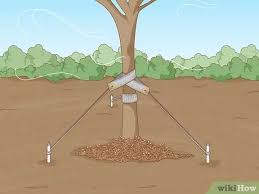 If you can't replant, take some soil off the top. How To Replant A Tree With Pictures Wikihow