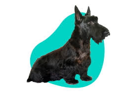 Image result for skotský teriér