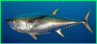 Contohnya adalah jenis ikan air laut tuna yang kaya akan asam lemak omega 3 yang sangat baik bagi kesehatan jantung. Sehat Dan Lezat Ini 10 Jenis Ikan Laut Yang Biasa Dikonsumsi Dunia Fauna Hewan Binatang Tumbuhan Dunia Fauna Hewan Binatang Tumbuhan