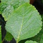 Image result for Plectranthus fruticosus