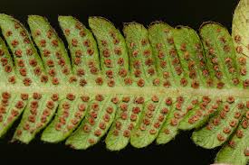 Image result for Christella chaseana