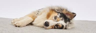 Welche ursachen hinter blut im stuhl stecken können, wie man die unterschiede erkennt, was sie tun sollten, wenn sie blutigen stuhlgang entdecken. Durchfall Beim Hund Was Ist Zu Tun Hunde Ratgeber Animonda