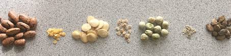 2448 x 3264 jpeg 1029 кб. Https Laidbackgardener Blog 2021 04 14 Why Choose Open Pollinated Seeds Https Laidbackgardener Files Wordpress Com 2021 04 20210414b Lili Michaud 1 Jpg 20210414b Lili Michaud 2021 04 13t09 04 12 00 00 Monthly Https Laidbackgardener Blog