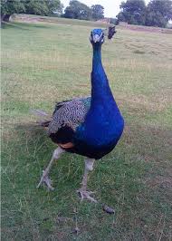 Bradgate Park Park Animals Bird