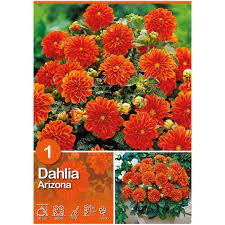 Get the information you need including price & tax history, property details, home valuations and more. Dahlien Dahlia Arizona Hohe Ca 25 Cm Kaufen Bei Obi