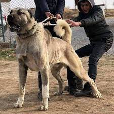 این نژاد محسوب می شود. Ù‚ÙˆÛŒ ØªØ±ÛŒÙ† Ø³Ú¯ Ø¯Ù†ÛŒØ§ Ú†Ù‡ Ù†Ø§Ù… Ø¯Ø§Ø±Ø¯ Ù…Ø¹Ø±ÙÛŒ Ù‚ÙˆÛŒ ØªØ±ÛŒÙ† Ù†Ú˜Ø§Ø¯ Ø¨Ø±Ø§ÛŒ Ø¯Ø¹ÙˆØ§ Happypet