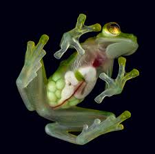 Image result for glass frog