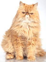 10 Flat Faced Cat Breeds You Ll Love 2022 I The Discerning Cat