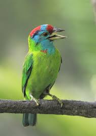 Blue Throated Barbet Megalaima Asiatica Kus Hayvanlar Hayvanlar Alemi