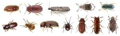 The pesky weevil will just about eat anything in your home or office. Stored Product Pests Bug Catchers Pest Control