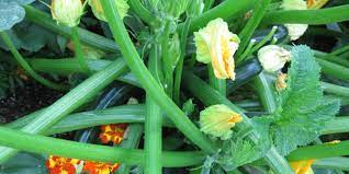 We did not find results for: How To Plant Grow Zucchini Miracle Gro