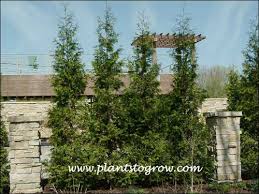 Image result for Hetaeria occidentalis