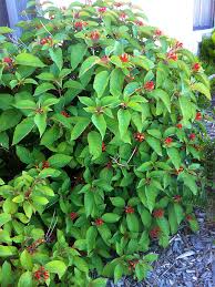 Image result for Hamelia patens