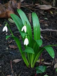 Galanthus (from ancient greek γάλα, + ἄνθος ), or snowdrop, is a small genus of approximately 20 species of bulbous perennial herbaceous plants in the family amaryllidaceae. Galanthus Wikipedia
