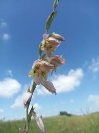 Image result for Gladiolus ecklonii