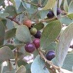 Image result for Euclea crispa