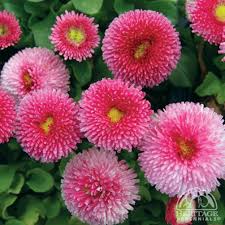 Image result for Bellis