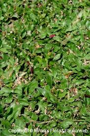 Image result for Axonopus