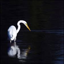 Kết quả hình ảnh cho LUCBAT CA DAO